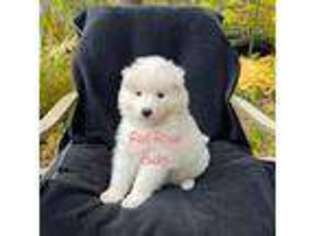 Samoyed Puppy for sale in Boston, NY, USA