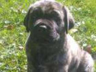 Mastiff Puppy for sale in LITCHFIELD, MN, USA