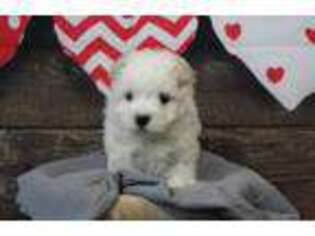 Maltese Puppy for sale in Middlebury, IN, USA