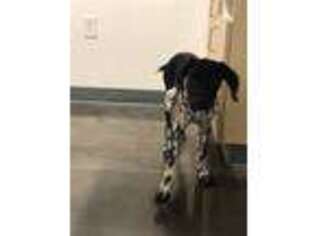 German Shorthaired Pointer Puppy for sale in Katy, TX, USA