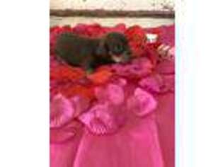 Dachshund Puppy for sale in Gainesville, GA, USA
