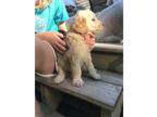 Goldendoodle Puppy for sale in Portage, MI, USA