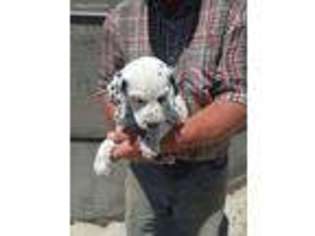 Dalmatian Puppy for sale in Fort Recovery, OH, USA