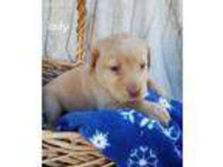 Labrador Retriever Puppy for sale in Woodbury, PA, USA