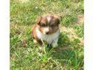 Miniature Australian Shepherd Puppy for sale in Pine Knot, KY, USA