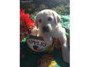 Labrador Retriever Puppy for sale in Fallbrook, CA, USA