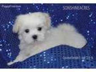 Maltese Puppy for sale in Elmwood, NE, USA