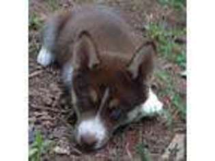 Siberian Husky Puppy for sale in ZEBULON, NC, USA