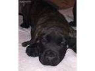 Mastiff Puppy for sale in Okeene, OK, USA