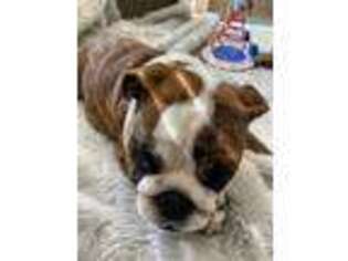 Bulldog Puppy for sale in Odessa, TX, USA