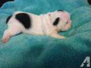 French Bulldog Puppy for sale in HOISINGTON, KS, USA