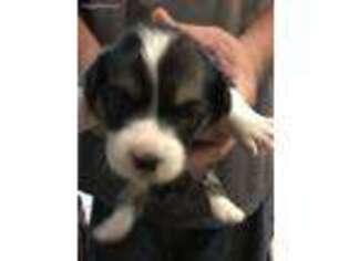 Pembroke Welsh Corgi Puppy for sale in Gilmanton Iron Works, NH, USA