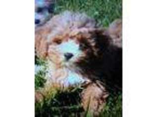 Cavapoo Puppy for sale in Medford, NY, USA