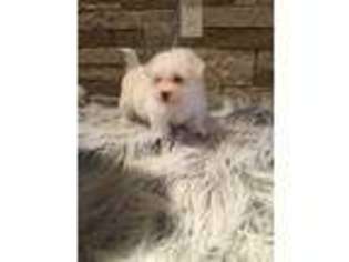 Bichon Frise Puppy for sale in Williamstown, KY, USA