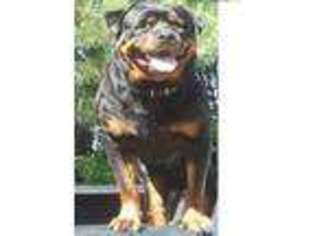 Rottweiler Puppy for sale in TALLAHASSEE, FL, USA
