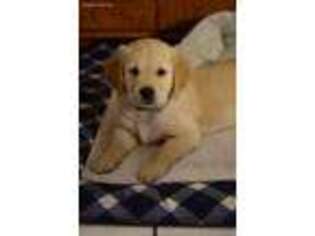Golden Retriever Puppy for sale in Elbing, KS, USA