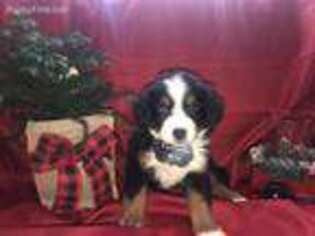 Bernese Mountain Dog Puppy for sale in Eagle Point, OR, USA