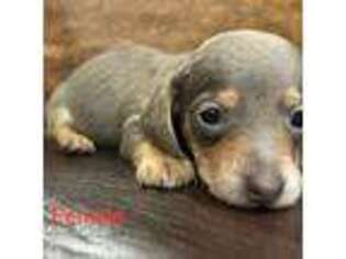 Dachshund Puppy for sale in Copperhill, TN, USA