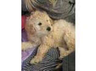 Goldendoodle Puppy for sale in Liberty Center, OH, USA