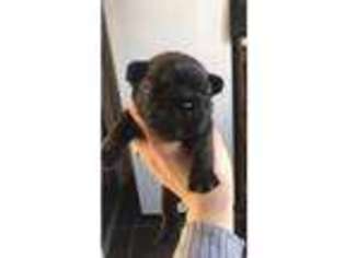 French Bulldog Puppy for sale in Cwmbran Central, Gwent (Wales), United Kingdom