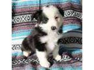 Miniature Australian Shepherd Puppy for sale in Hemet, CA, USA