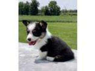 Pembroke Welsh Corgi Puppy for sale in Wolcottville, IN, USA