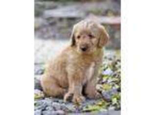 Labradoodle Puppy for sale in Preston, MD, USA
