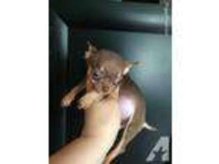 Chihuahua Puppy for sale in ORINDA, CA, USA