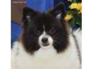 Pomeranian Puppy for sale in Winterset, IA, USA