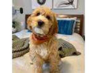 Labradoodle Puppy for sale in Smithfield, UT, USA