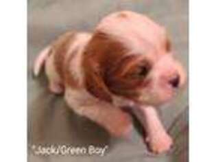 Cavalier King Charles Spaniel Puppy for sale in Harrodsburg, KY, USA