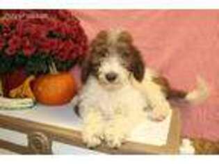Labradoodle Puppy for sale in Danville, OH, USA