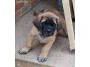 Mastiff Puppy for sale in Paradise, TX, USA