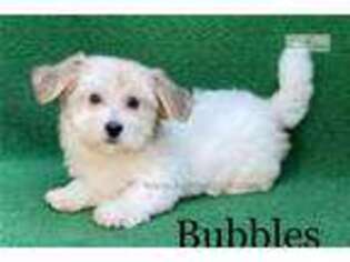 Havanese Puppy for sale in Brunswick, GA, USA