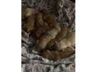 Golden Retriever Puppy for sale in Auburn, CA, USA