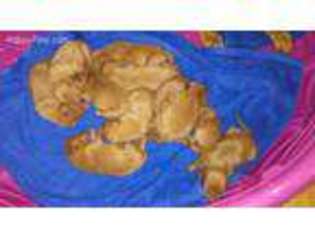 Vizsla Puppy for sale in Hull, IL, USA