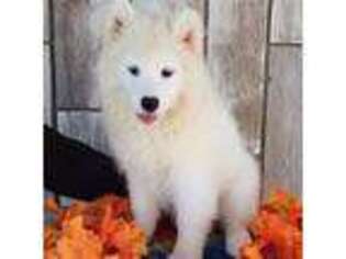 Samoyed Puppy for sale in Woodburn, IN, USA