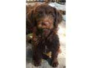 Labradoodle Puppy for sale in Scottsdale, AZ, USA