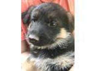 German Shepherd Dog Puppy for sale in Lilburn, GA, USA
