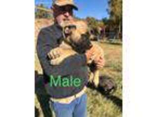 Mastiff Puppy for sale in Boise City, OK, USA
