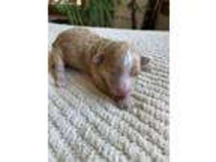 Havanese Puppy for sale in Keystone, IN, USA