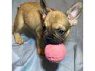 French Bulldog Puppy for sale in Rudy, AR, USA