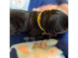 Cane Corso Puppy for sale in Merritt Island, FL, USA