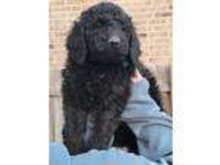 Goldendoodle Puppy for sale in Anna, TX, USA