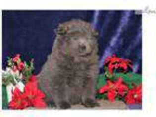 Chow Chow Puppy for sale in Lancaster, PA, USA