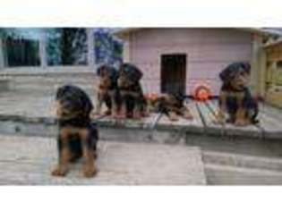 Airedale Terrier Puppy for sale in Columbus, IN, USA