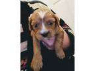 Cavapoo Puppy for sale in Mattoon, IL, USA