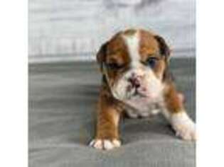 Bulldog Puppy for sale in Flat Rock, MI, USA