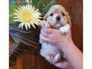 Cocker Spaniel Puppy for sale in Petersburg, IN, USA