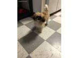 Mutt Puppy for sale in Perth Amboy, NJ, USA